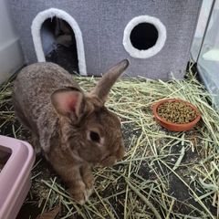 rabbit for adoption