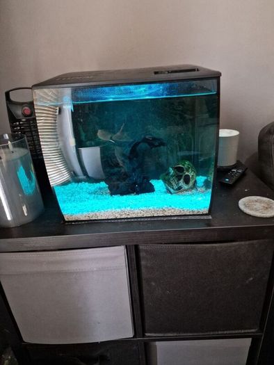 fluval flex fish tank 34L