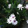 African Daisy trailing perennial Image 2