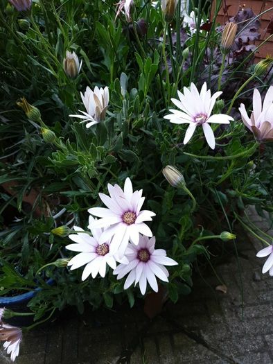 African Daisy trailing perennial