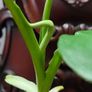 Philodendron Jose Buono Image 6