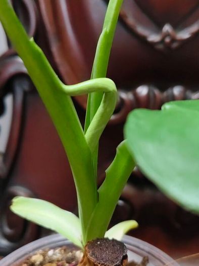 Philodendron Jose Buono