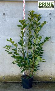 Cherry Laurel 5ft - Prunus