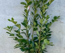 Cherry Laurel 5ft - Prunus