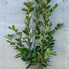 Cherry Laurel 5ft - Prunus