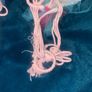 Pink tasseled hammock Image 6