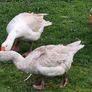 Pair of geese. Image 3
