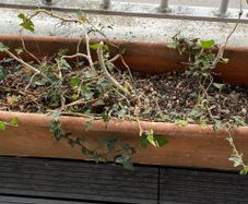 Trough planter with ivy in it.