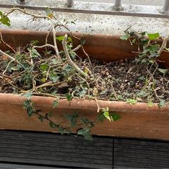 Trough planter with ivy in it.