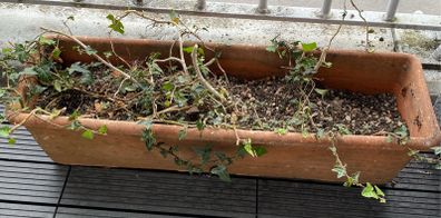 Trough planter with ivy in it.