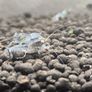 Dwarf Crayfish, Shrimp, Floating plants and Snail Image 2