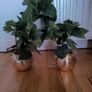 Artificial Plants x 2 Image 2