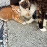 kittens Image 3