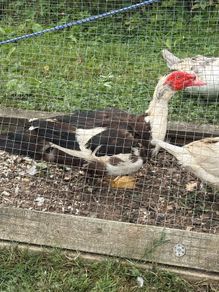Muscovy drake