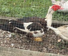 Muscovy drake