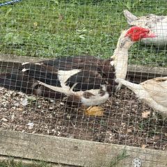 Muscovy drake