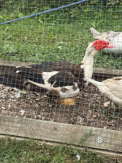 Muscovy drake