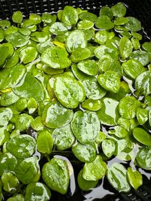 Frogbit Floating Pond / Aquarium Plants