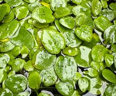 Frogbit Floating Pond / Aquarium Plants