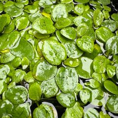 Frogbit Floating Pond / Aquarium Plants