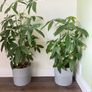 Money tree Image 2