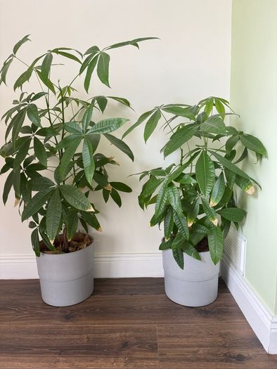 Money tree