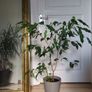 Ficus benjamina houseplant planted in grey ceramic pot Image 6