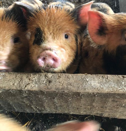 Miniature pet Kune Kune pigs
