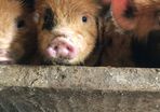 Miniature pet Kune Kune pigs