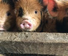 Miniature pet Kune Kune pigs