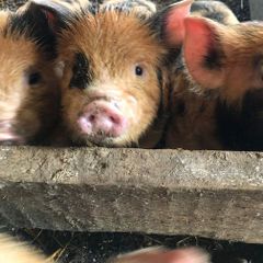 Miniature pet Kune Kune pigs