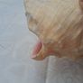 Large Queen Conch Shell Image 9