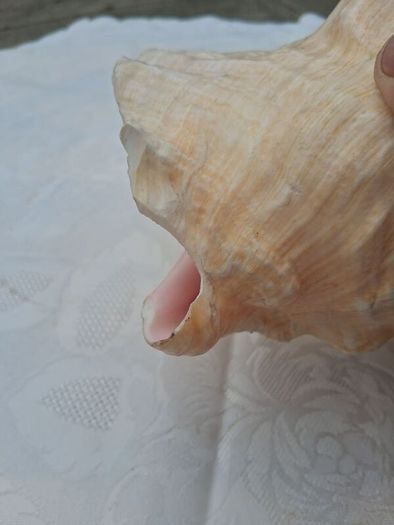 Large Queen Conch Shell