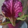 Rare to find Sarracenia Image 3