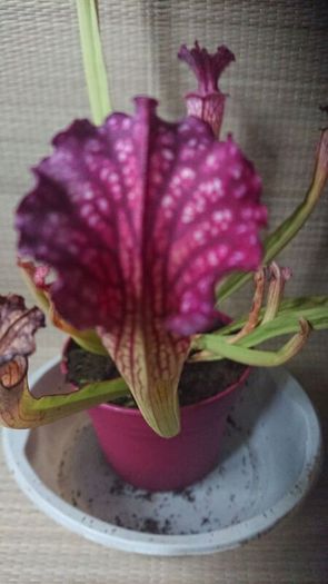 Rare to find Sarracenia