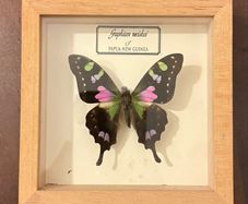 Graphium Weiskei Male Specimen - Papua New Guinea Framed Taxidermy Butterfly