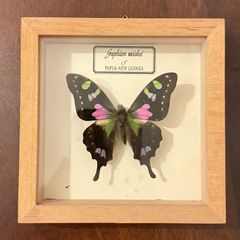 Graphium Weiskei Male Specimen - Papua New Guinea Framed Taxidermy Butterfly