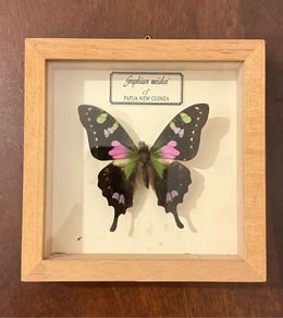 Graphium Weiskei Male Specimen - Papua New Guinea Framed Taxidermy Butterfly