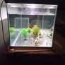 Fish Tanks For Sale Image 3