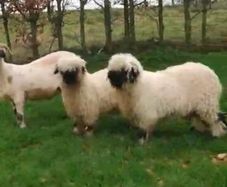 Valais Blacknose twin lambs 22/11/25 for sale