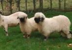 Valais Blacknose twin lambs 22/11/25 for sale