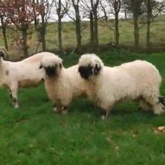 Valais Blacknose twin lambs 22/11/25 for sale