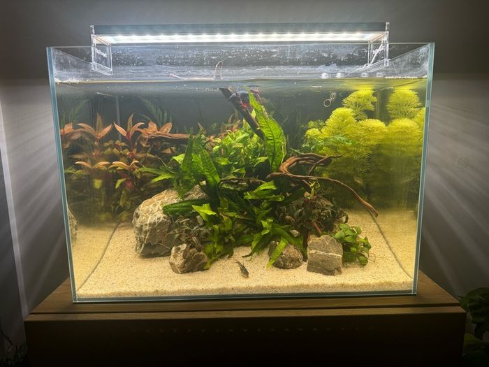 Superfish Scaper 45
