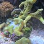 coral Image 2