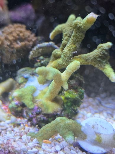 coral