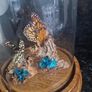 cloche display butterflies Image 2