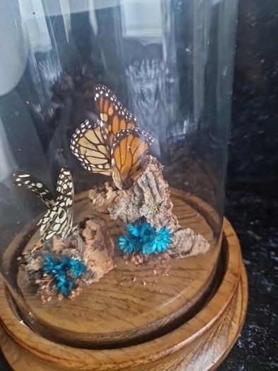 cloche display butterflies