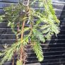 Japanese red cedar tree Image 4