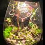 mini terrarium Image 2