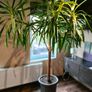 Yucca tree Image 3